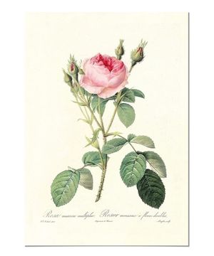 Panorama Póster Rosa Rosa Vintage 50x70cm - Impreso en Papel 250gr - Láminas Hojas Verdes