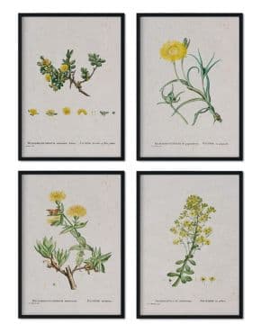 Nacnic Pack de láminas Flores amarillas. Pósters con ilustraciones en acuarela del artista francés Pierre-Joseph Redouté.