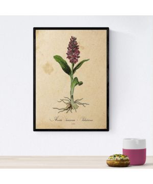 Nacnic Poster de flores vintage. Lámina Aevum Triassicum con diseño vintage.